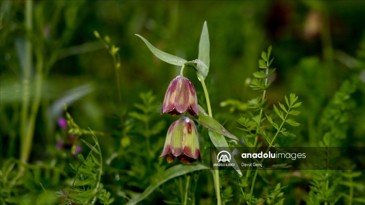 Ters laleler Sakarya'da açtı ama don tehlikesi kapıda!