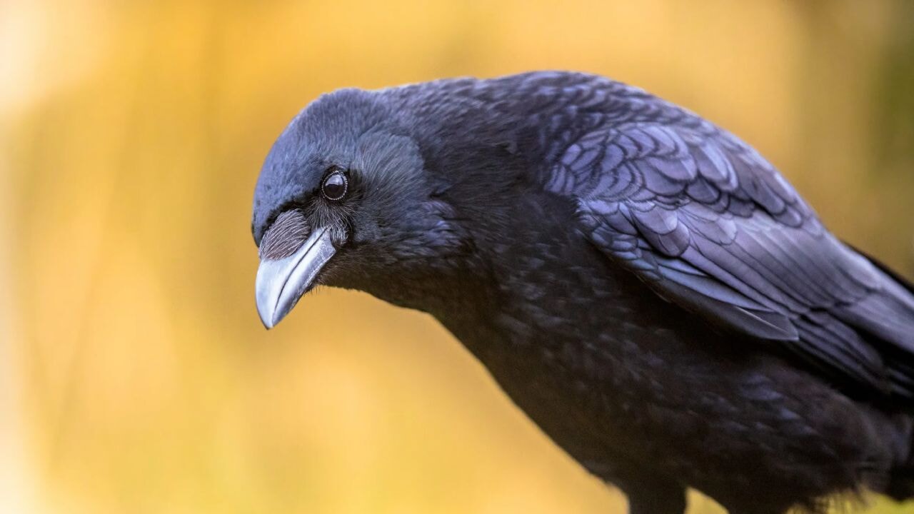 Kargalar 'geometri ustası' çıktı!