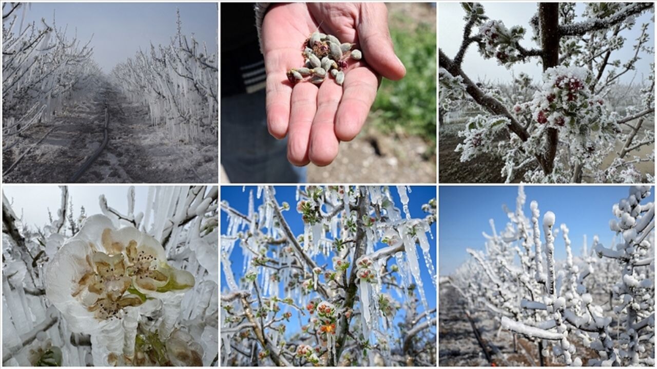 3 ilde tarla ve bahçeleri don vurdu