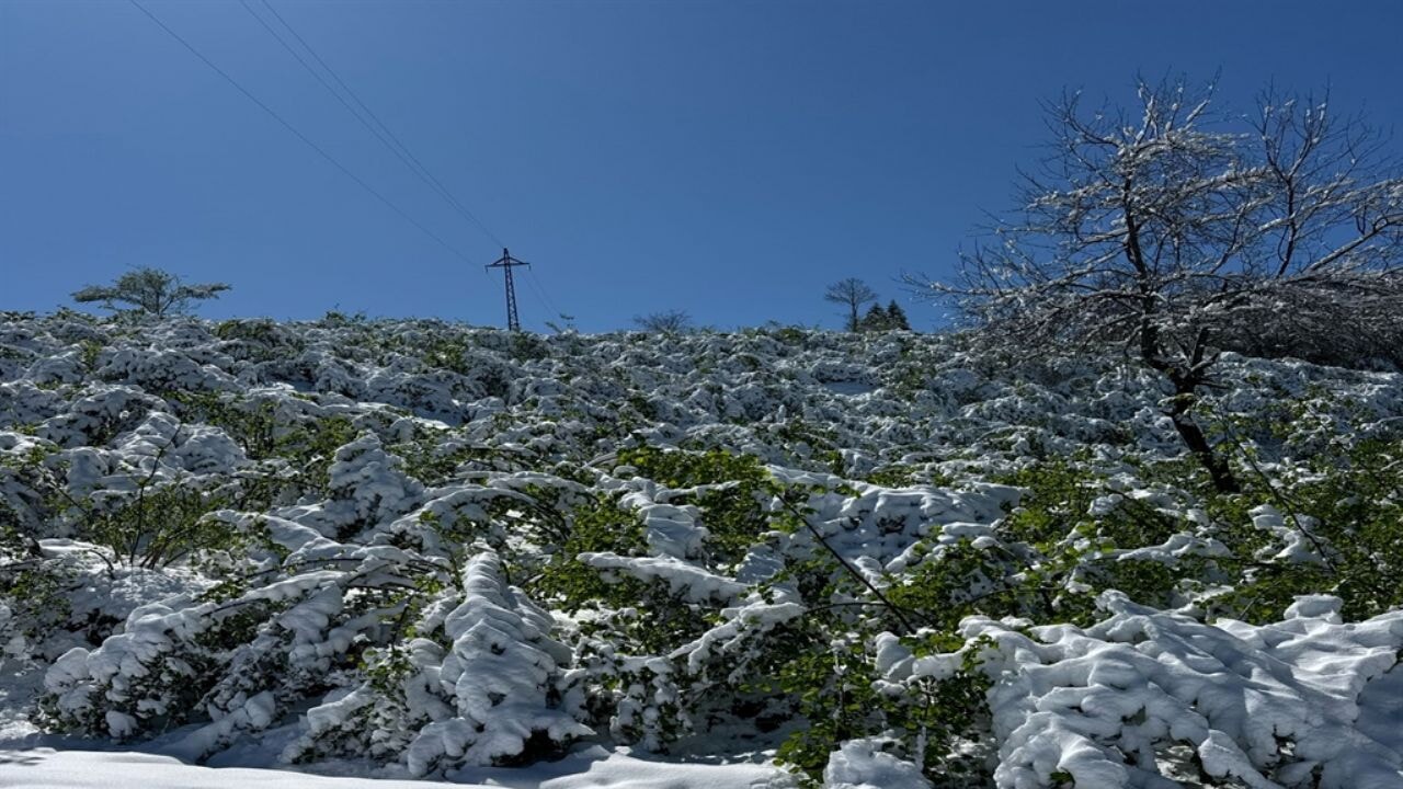 Fındıkta çifte tehdit! Binlerce ton zarar var