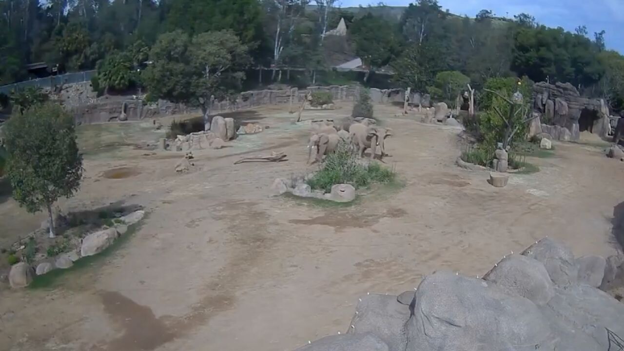 Deprem anında fillerin 'uyarı çemberi' dikkat çekti