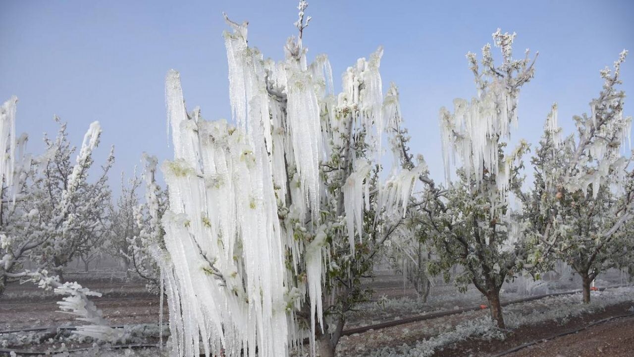 Bakan Yumaklı'dan zirai don hasarlarına ilişkin açıklama