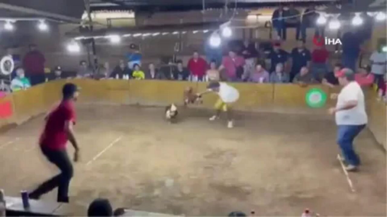 Horoz dövüşünde vahşet: Silahlı saldırıda ölü sayısı 12'ye çıktı