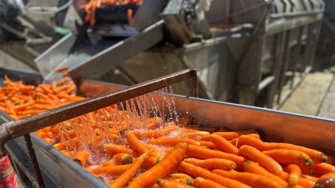 Zirai dona karşı köklü çözüm