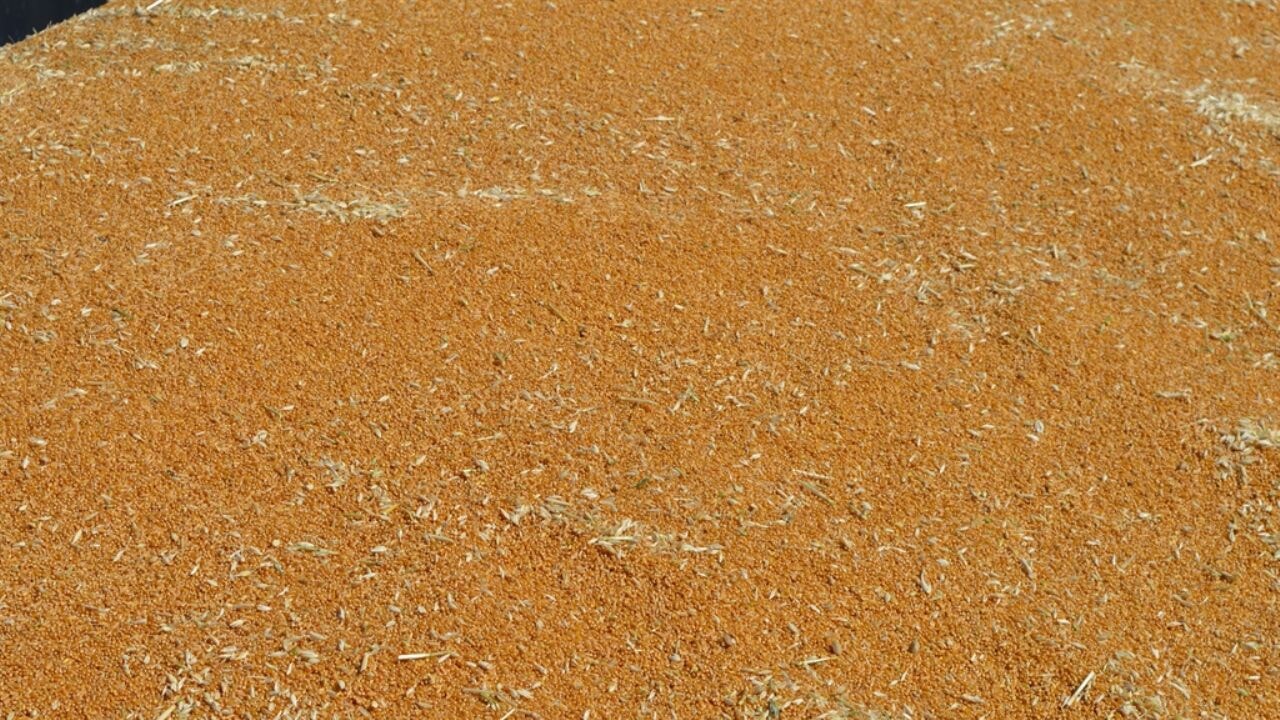 Mardin'de 137 bin tonluk buğday vurgunu