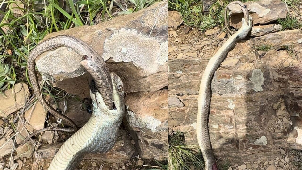 Hakkari'de yılan, başka bir yılanı yerken görüntülendi