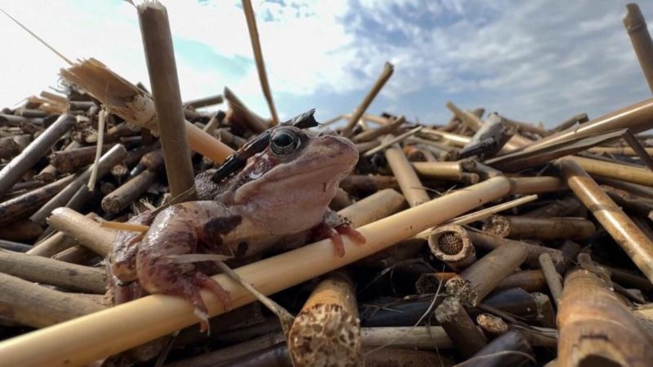 Ruslar kurbağalar için nöbet tutuyor