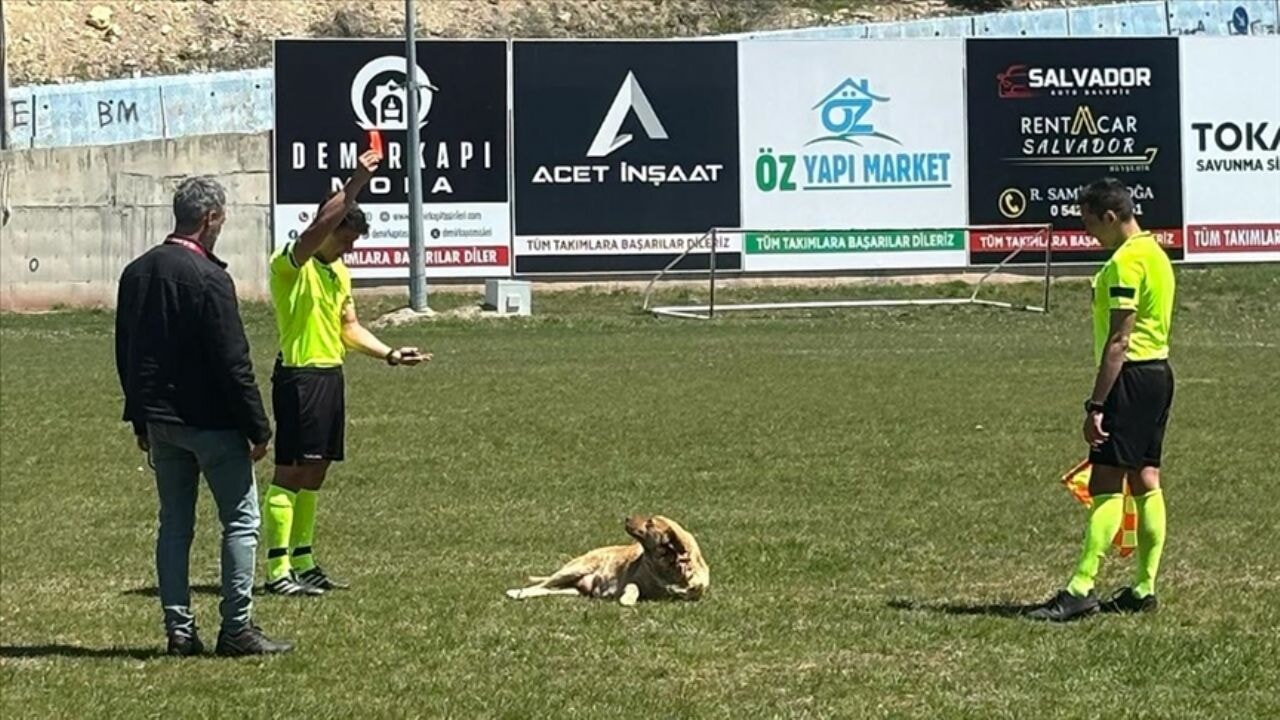 Sahaya giren köpek 'kırmızı kart' ile dışarı çıkarıldı