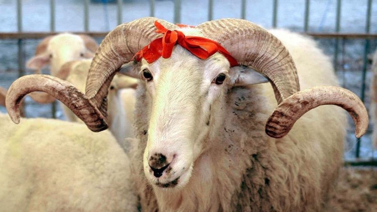 Vekaletle kurban kesim bedeli açıklandı