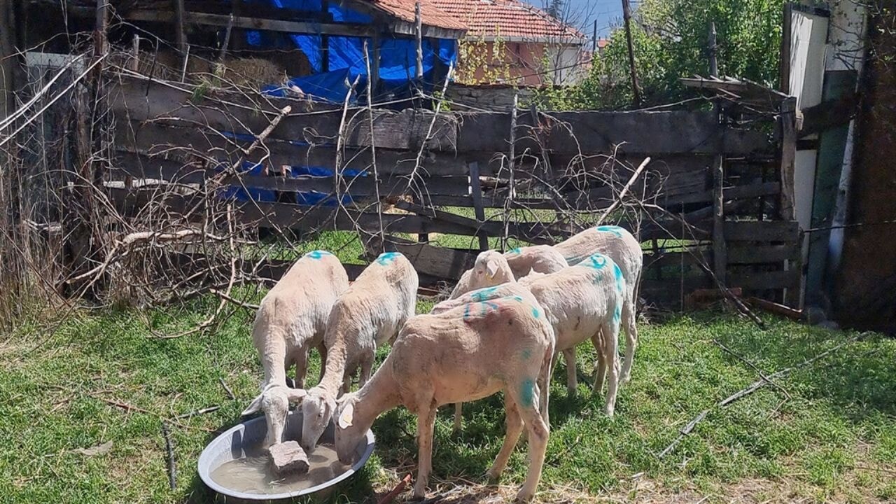 Başıboş köpeklerin saldırdığı koyun sürüsünün yarısı telef oldu