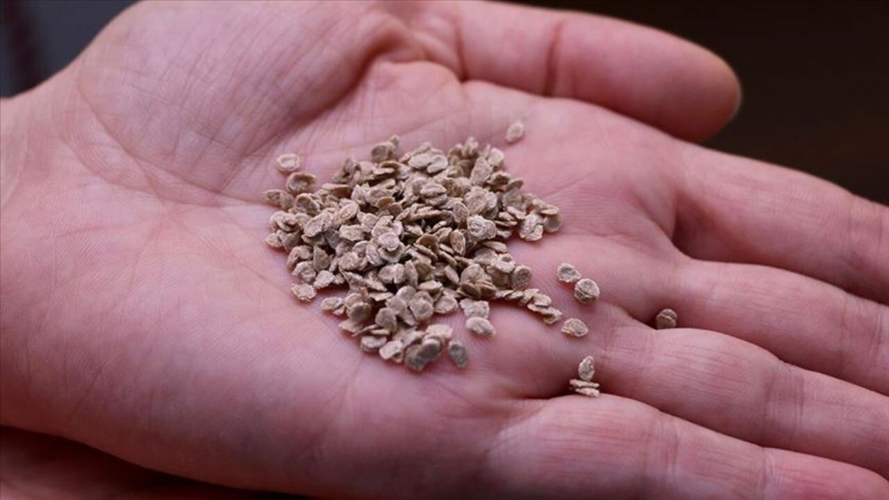 Domates tohumu virüslü çıktı
