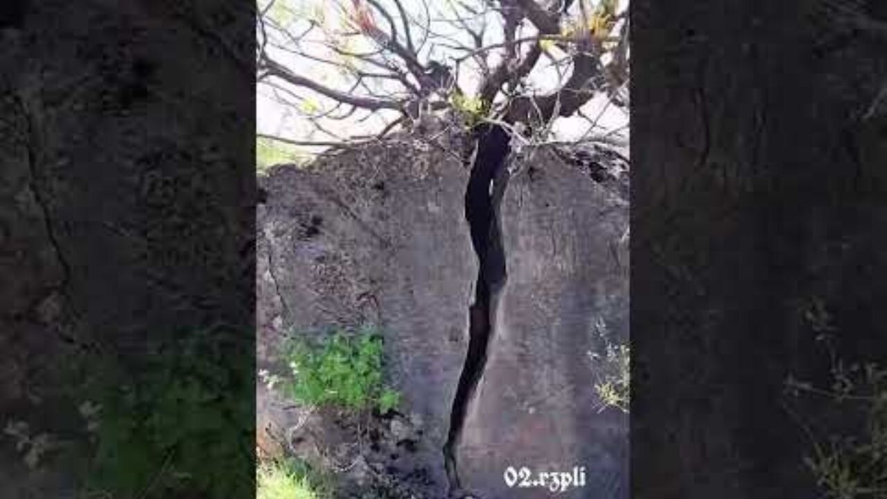 Bir ağacın sabrı devasa kayayı ikiye ayırdı