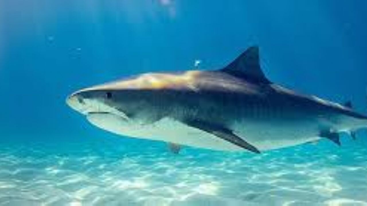 Akdeniz kıyılarında görülen köpek balıkları, yavru ve zararsız