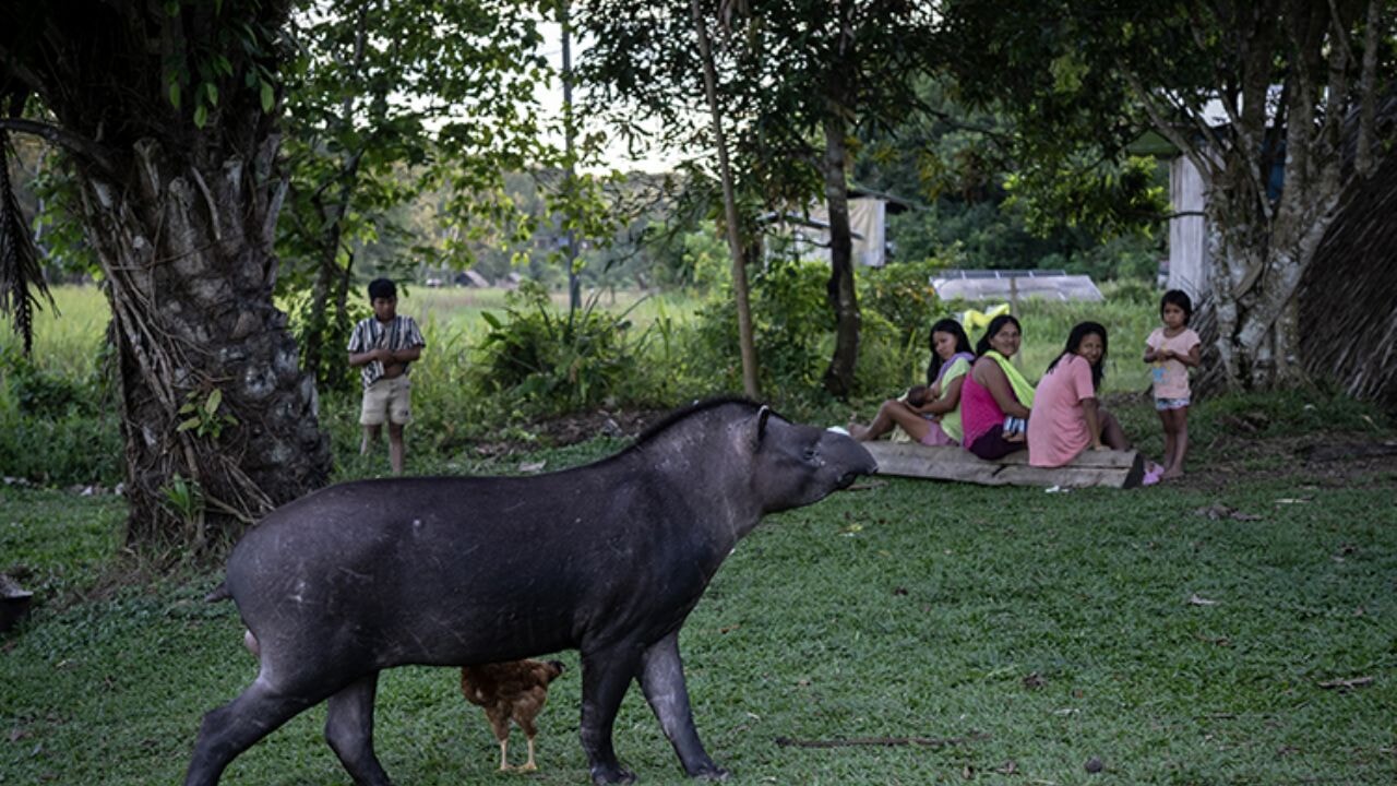 Amazon Ormanları'nın koruyucu kabilesi: Waoraniler