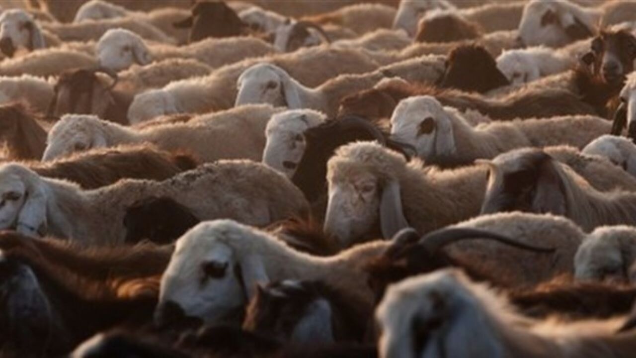 Kurban satışı ve kesiminde yeni dönem