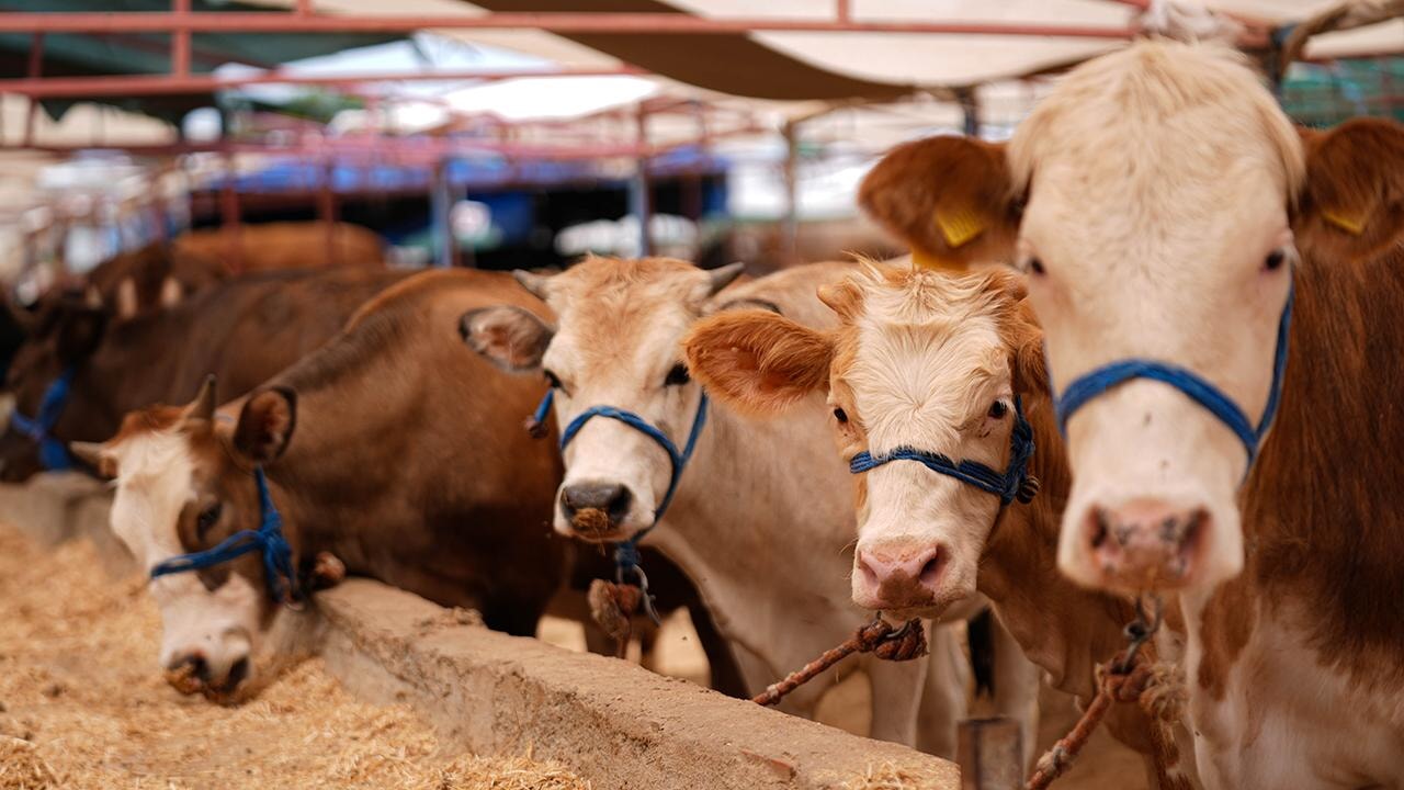 Kızılay kurban vekalet fiyatlarını açıkladı