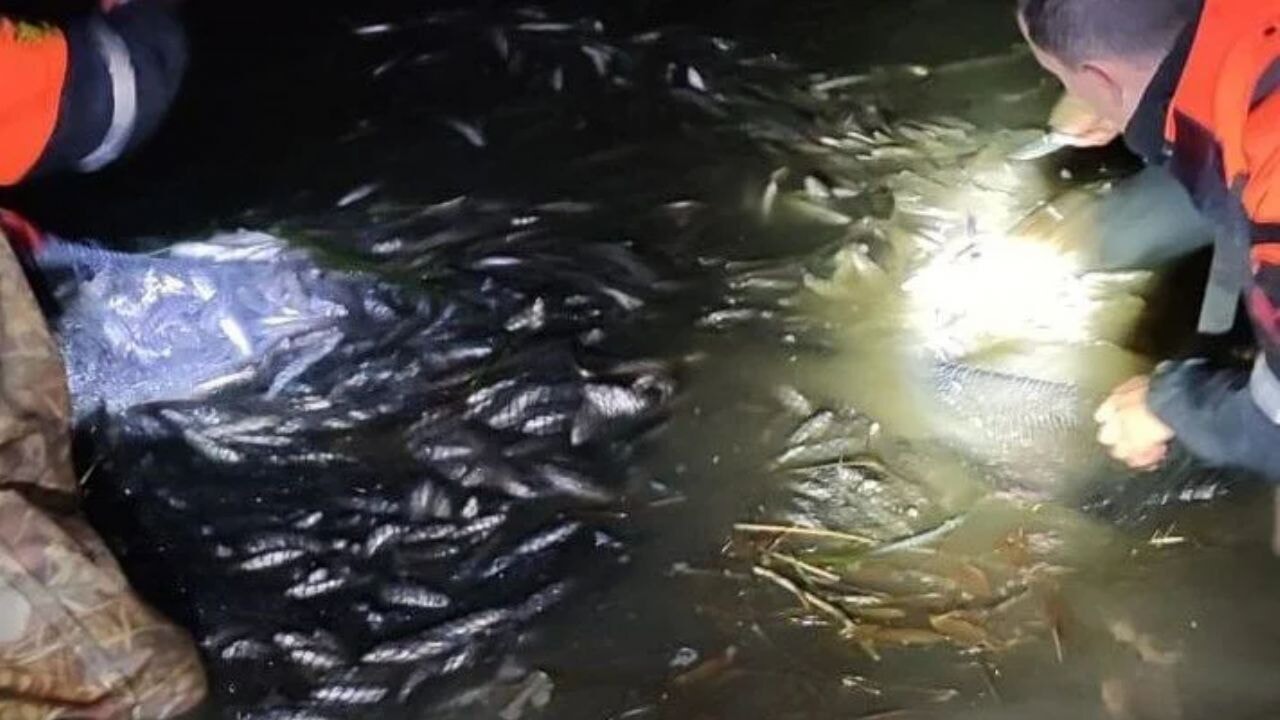 Van Gölü'nde kaçak avcılara darbe: 1 ton inci kefali suya döndü