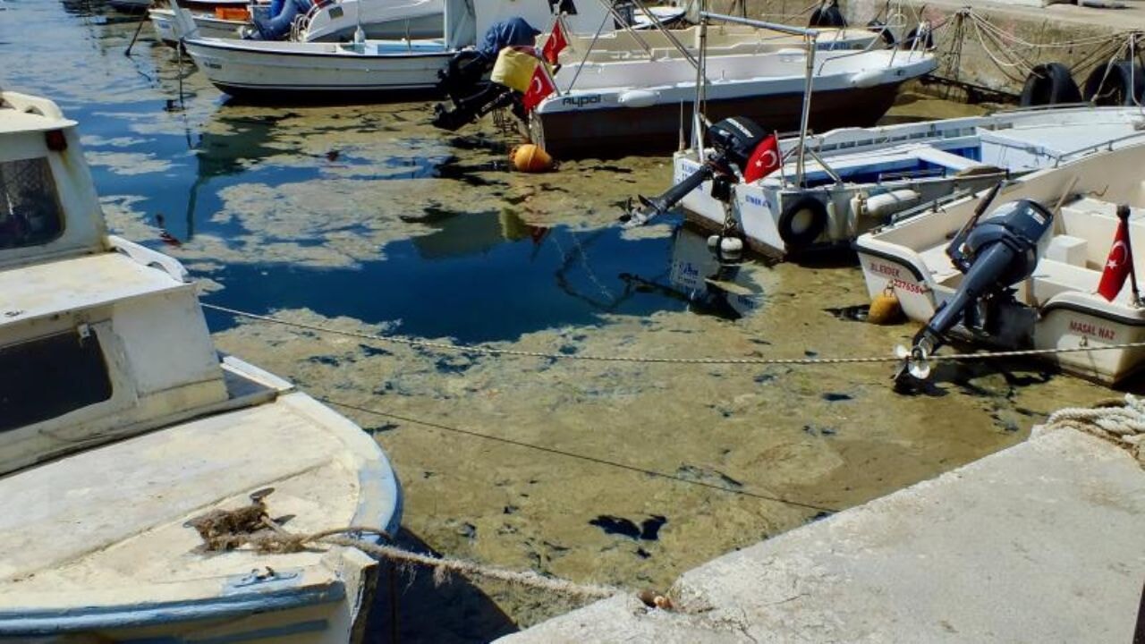 Bakan Kurum'dan belediyelere 'müsilaj' uyarısı