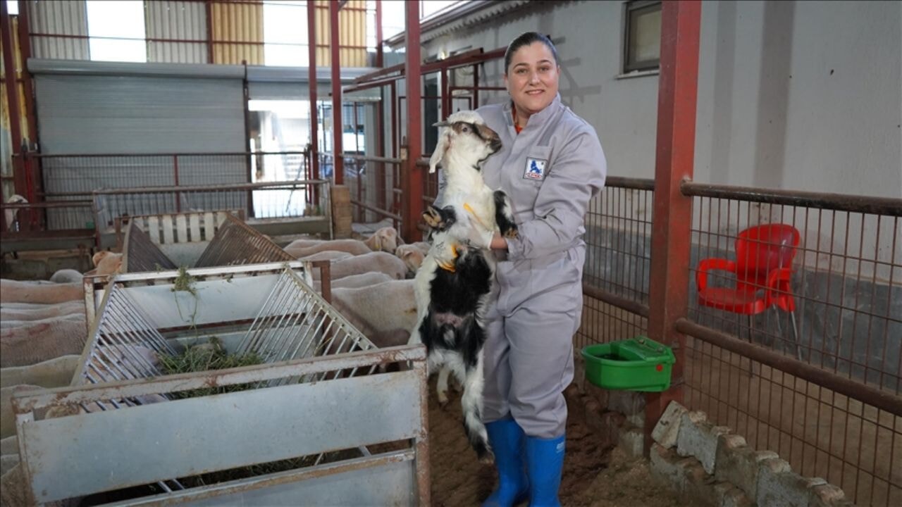 Voleybol antrenörü kadın hem salonda hem besihanede çalışıyor