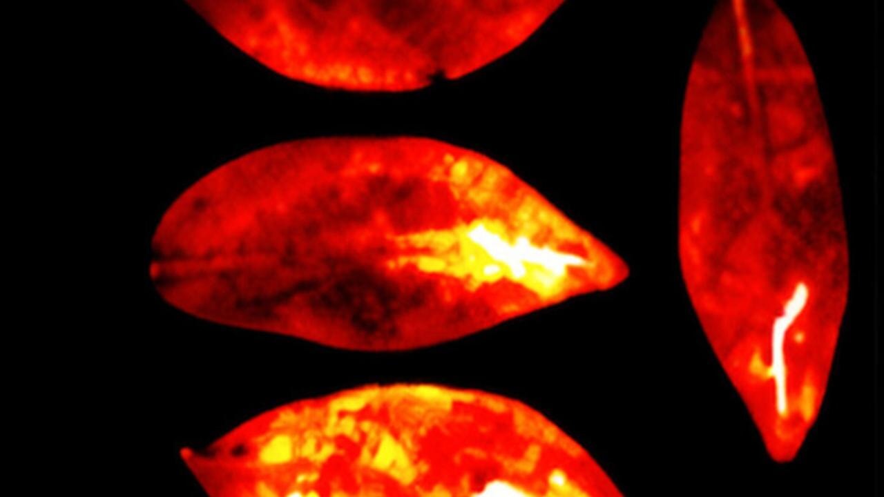 Vücudumuz ölüm anında kaybolan bir ışık yayıyor