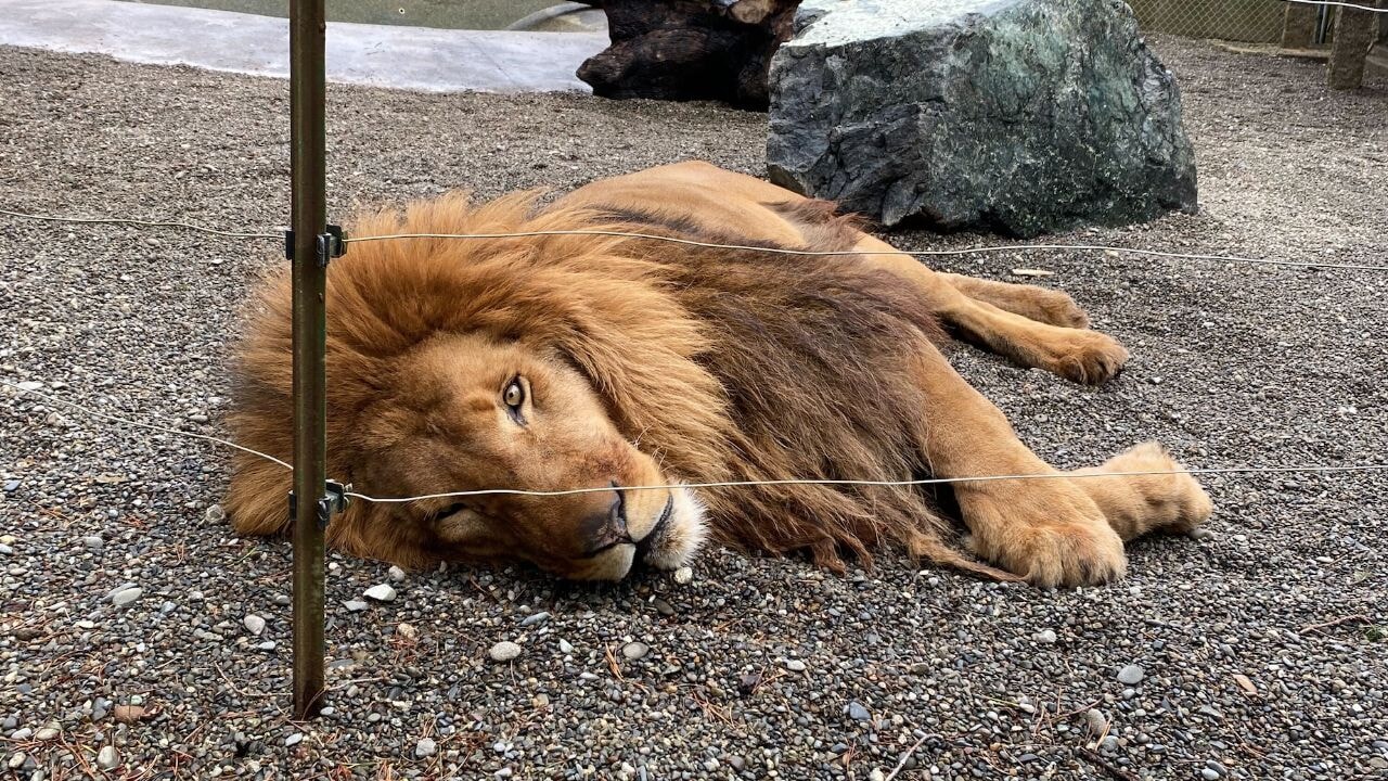 ABD'de aslanlar açlıktan ölmek üzere bulundu