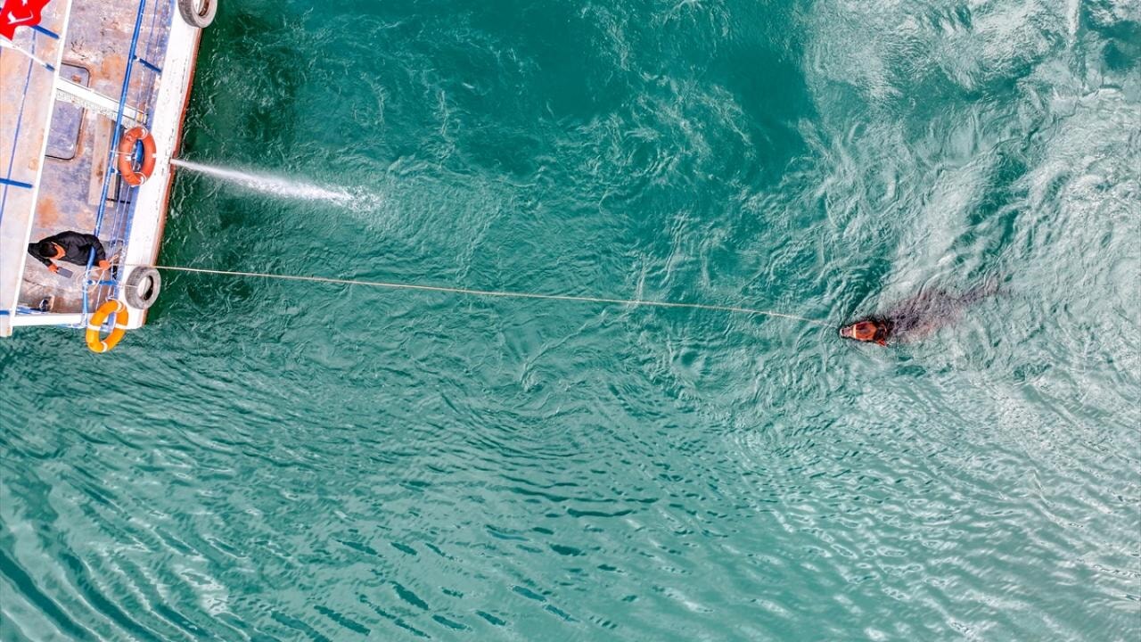 Rahvan atı 'Boyka' kaslarını Fırat Nehri'nin serin sularında geliştiriyor