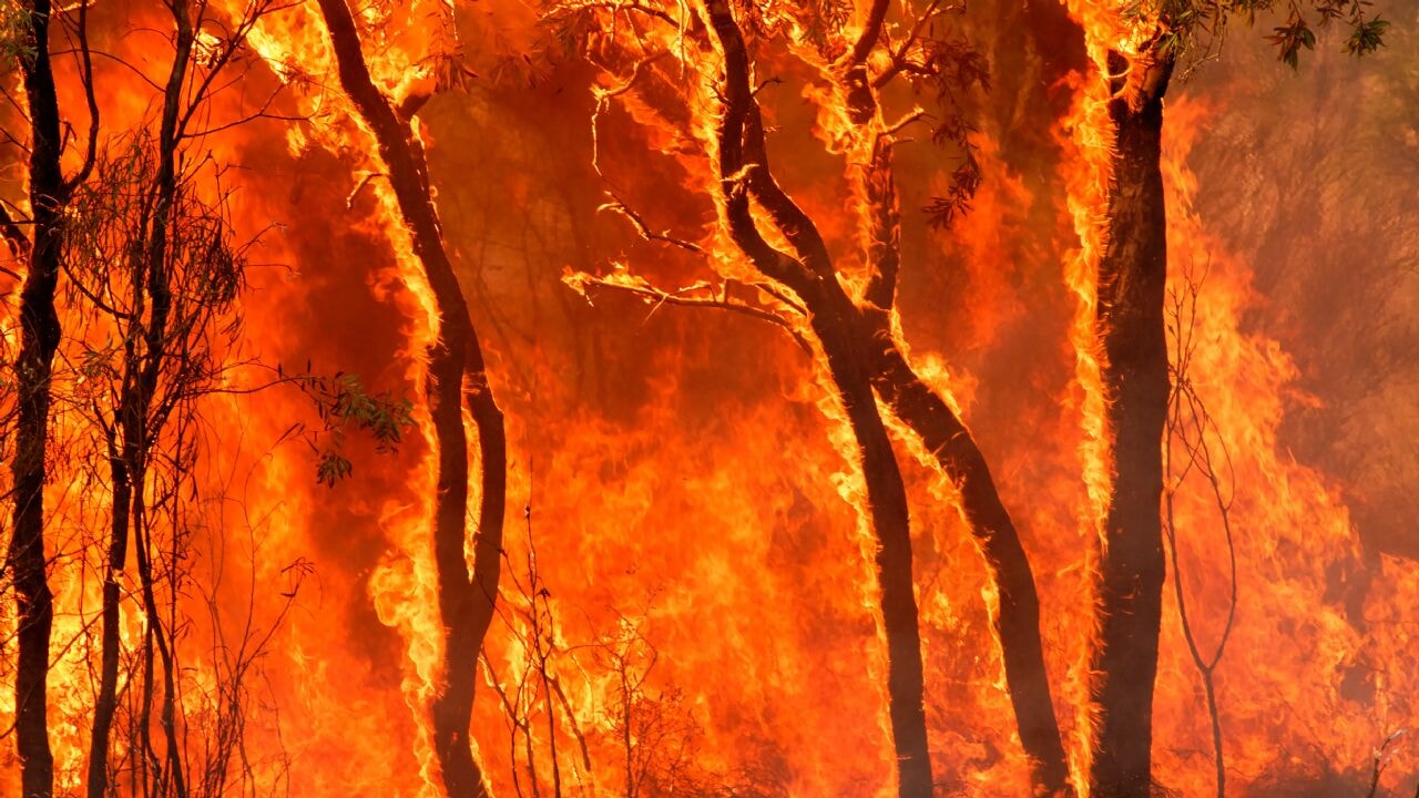 Dünya, İtalya büyüklüğünde orman kaybetti