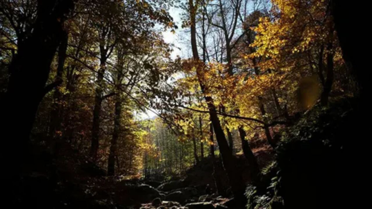 Orman yangını riski büyüyor: Balıkesir'de sert yasak kararı