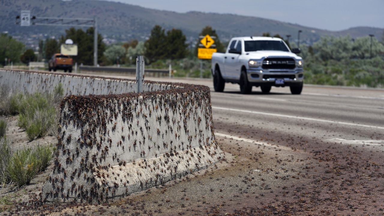 Böcekler eyaleti istila etti: Kar küreme araçları devrede