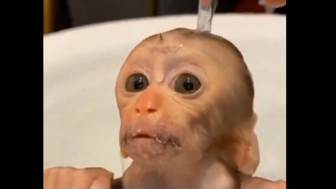 Ölüme terk edilmiş yavru maymunu alıp büyüttü!