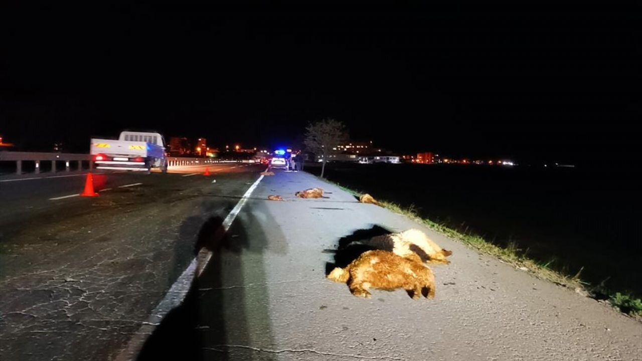 Bitlis-Tatvan yolunda trafik kazası: 12 koyun telef oldu, sürücü hastaneye kaldırıldı