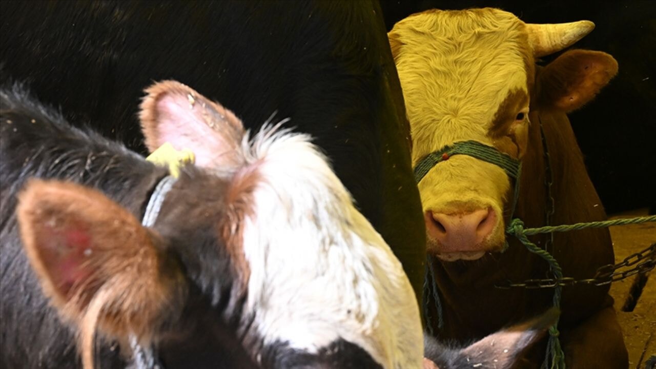 Giresun'da İnternetten dana aldı, üçü de öldü:  Parası geri ödendi, dava devam ediyor