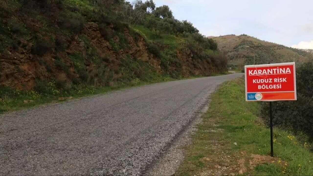 Hatay'da karantina uygulaması! Kuduz tespit edilen köpek paniğe yol açtı