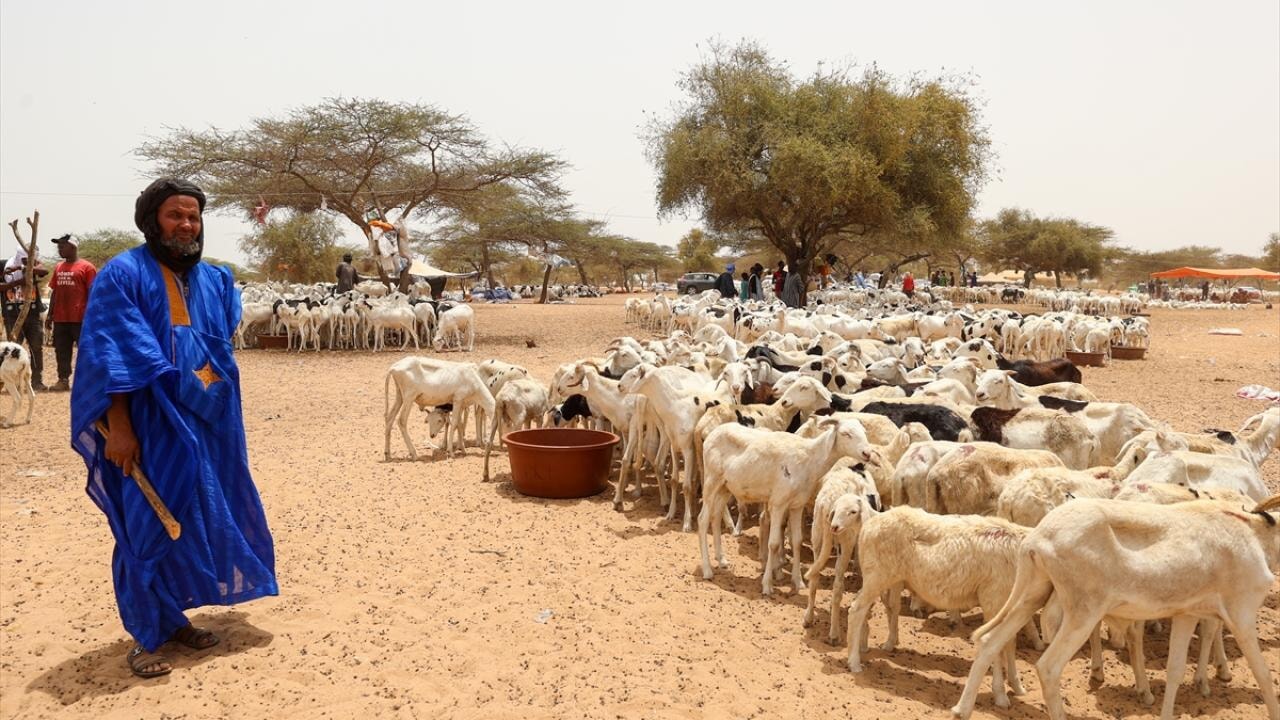 Senegal'de Kurban Bayramı yaklaşırken ilginç görüntüler yaşanıyor
