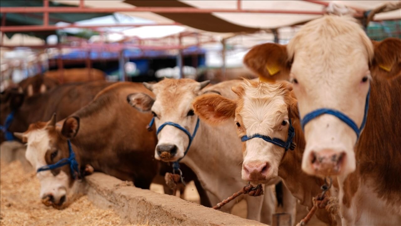 2025 Kurban Bayramı tatili netleşti! Beklenen uzatma gelmedi