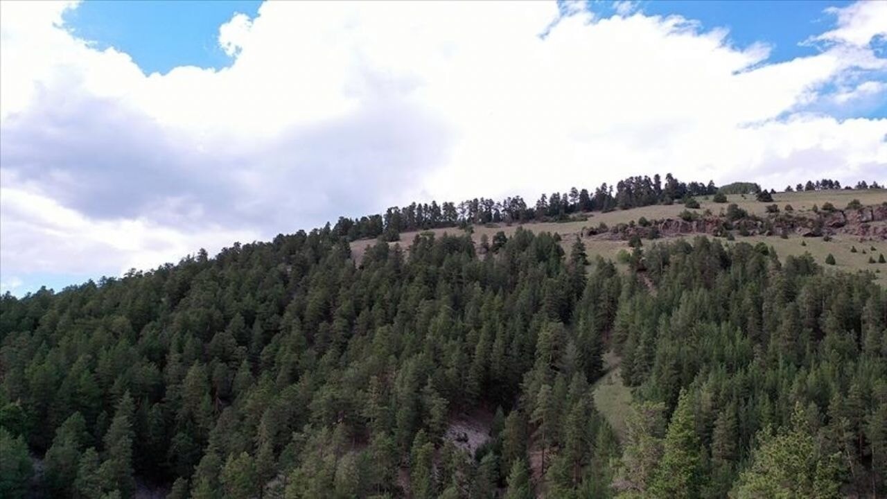 Ormanlara adım atmak yasak: Eskişehir ve Afyon'da yaz boyunca girişler durduruluyor