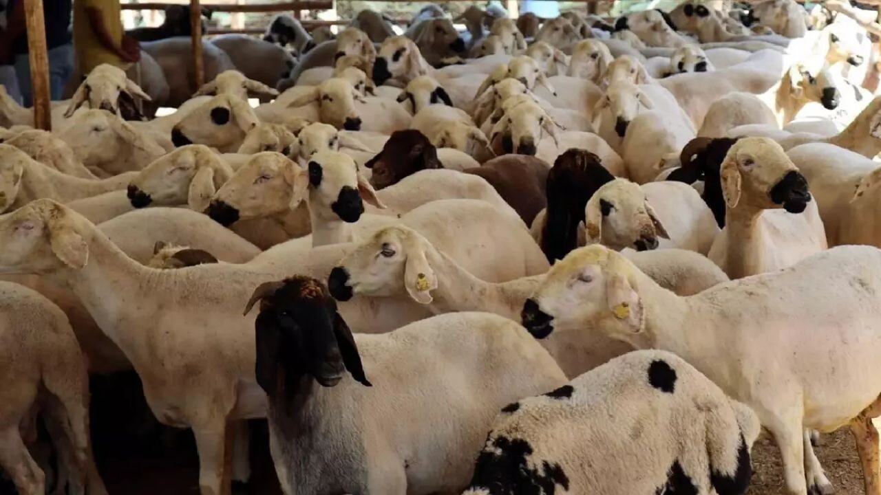 Bakan Yumaklı duyurdu: Kurbanlıklar için devlet güvencesi