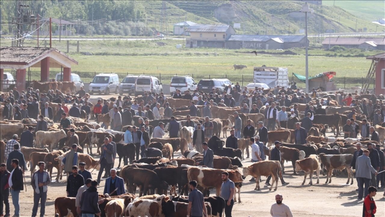 Kurbanlık sevkiyatı başladı: Doğu'dan batıya 80 bin hayvan yola çıktı