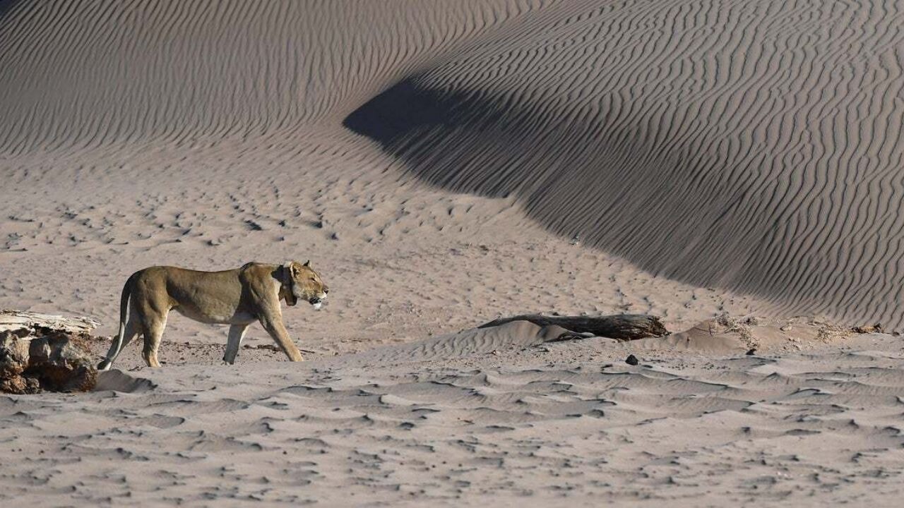 Ünlü iş insanı safaride aslan saldırısında öldü