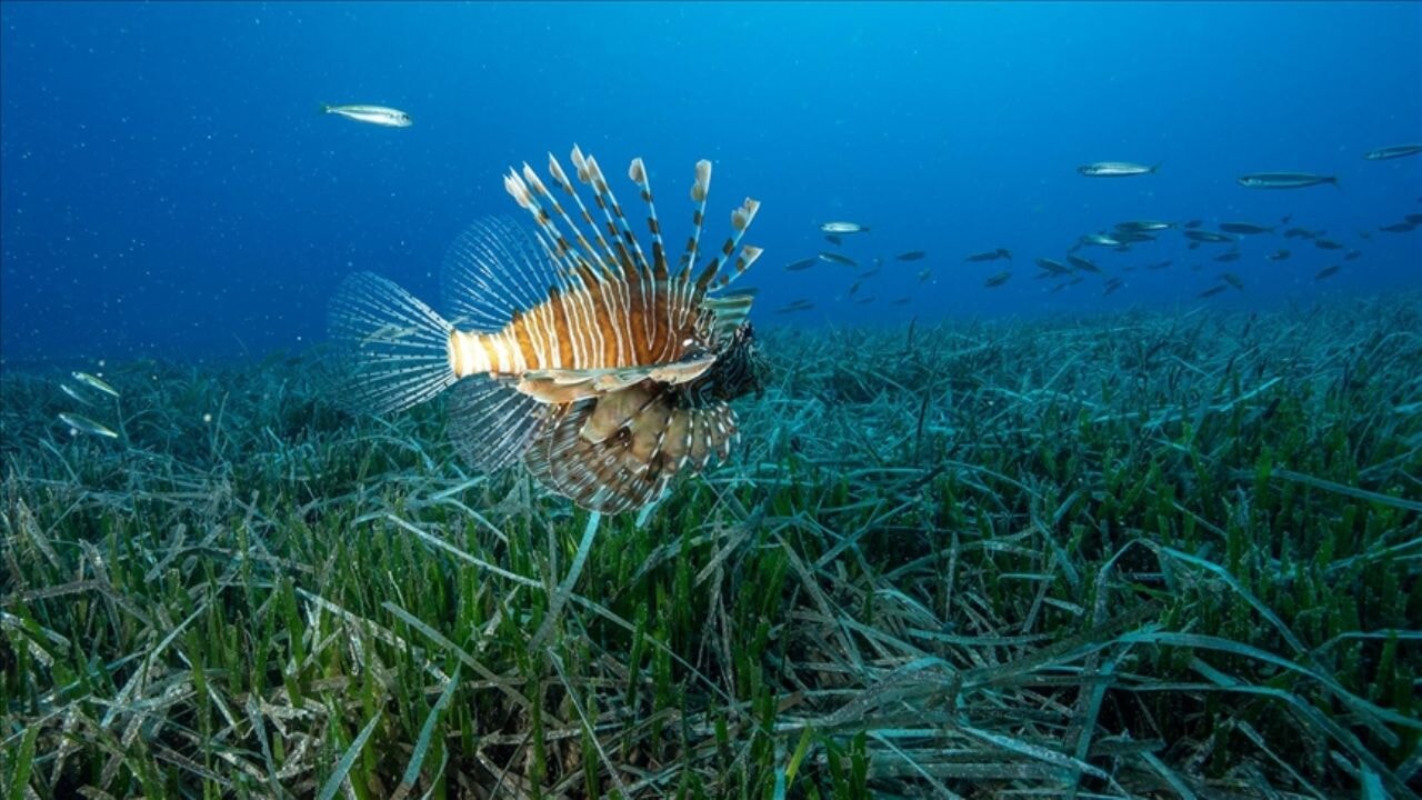 Antalya'da Kızıldeniz göçmeni istilacı türlerin yayılımı görüntülendi