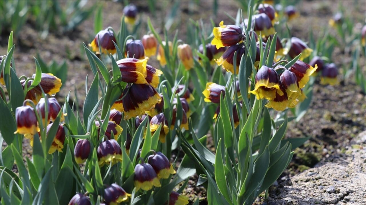 Türkiye'deki tarla ve bahçe bitkileri sayısı açıklandı