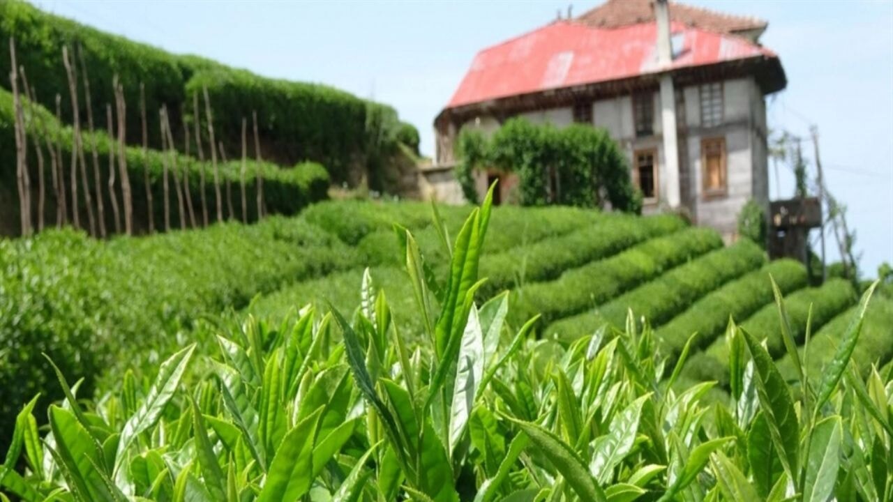 ÇAYKUR'dan kötü haber: 'Her geçen gün daha da kötüleşiyor'