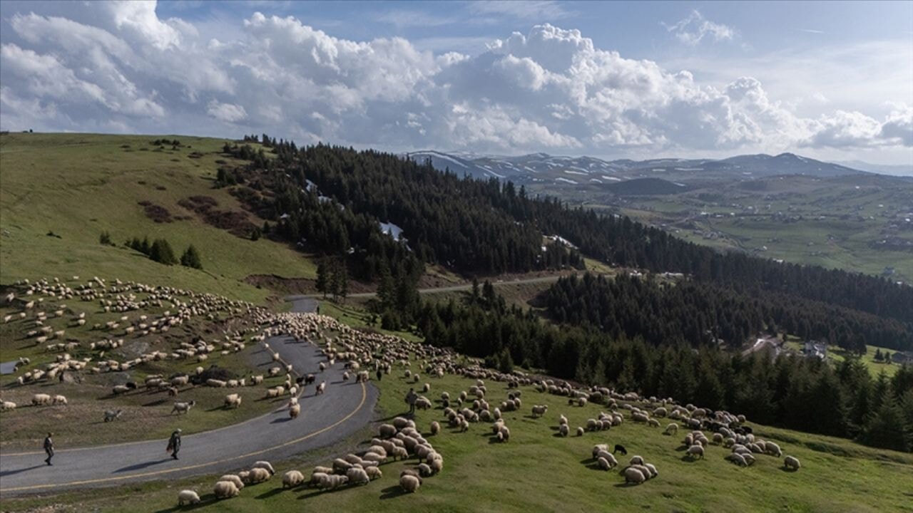 Yabancı çobanlara çalışma izni başvuruları başladı
