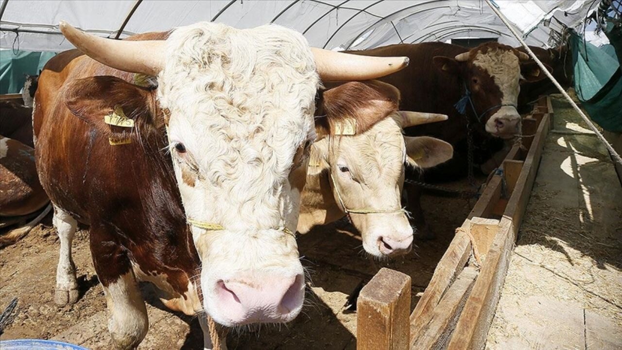 Kurban Bayramı'nda hayvan kesimi rekoru: Rakamlar açıklandı