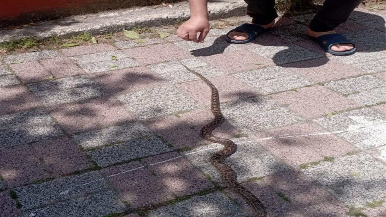 İstanbul'da havalar ısındı, yılanlar ortaya çıktı