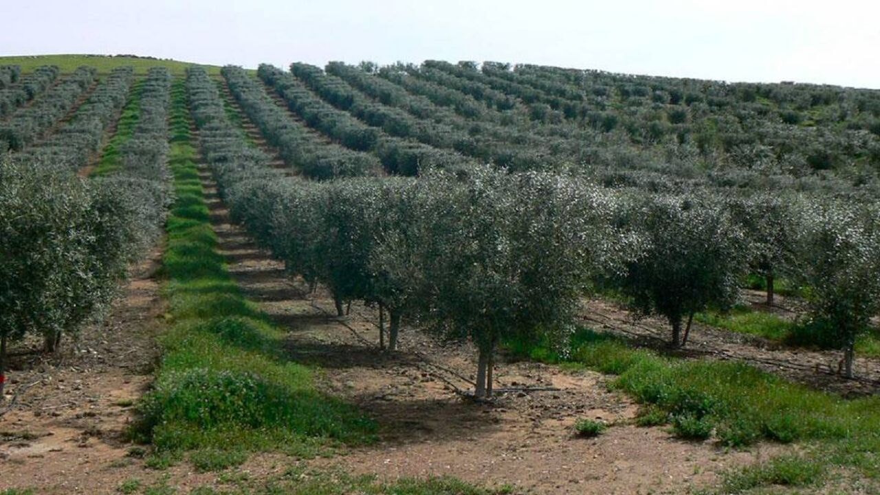 Enerji ve maden alanlarında yeni düzenleme: Zeytinlikler ne olacak?