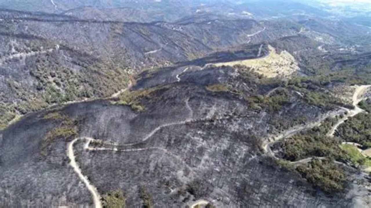 İzmir'in Menderes ve Seferihisar ilçelerinde yanan ormanlardan geriye siyah örtü kaldı