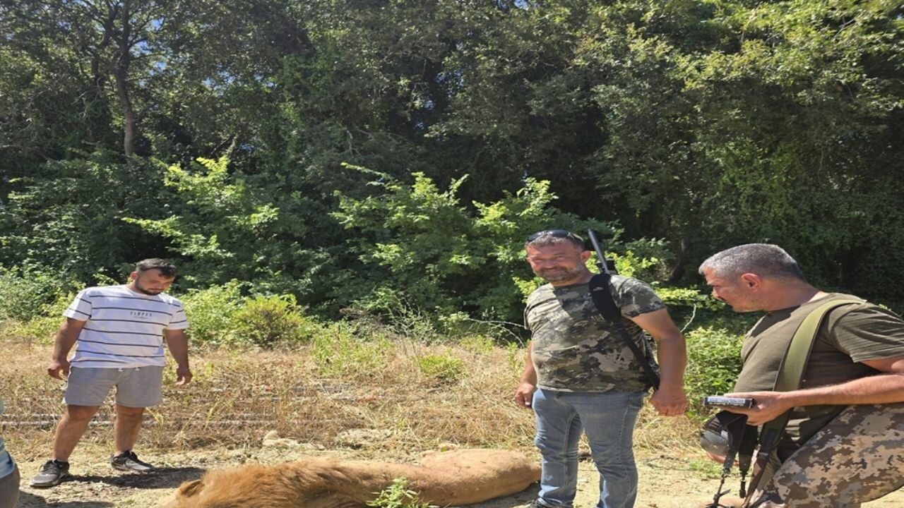 Antalya'da kaçan aslan öldürüldü; 'Boynunu elime geçirdim sıktım'