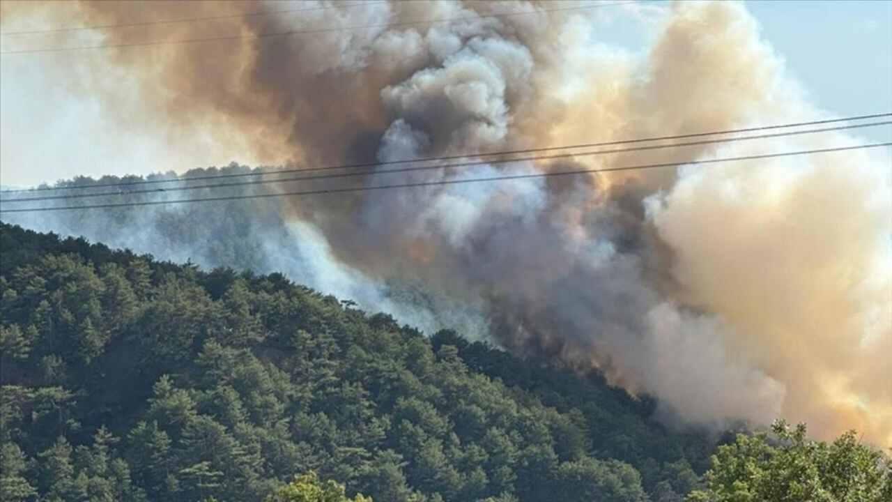 Bolu'da orman yangını