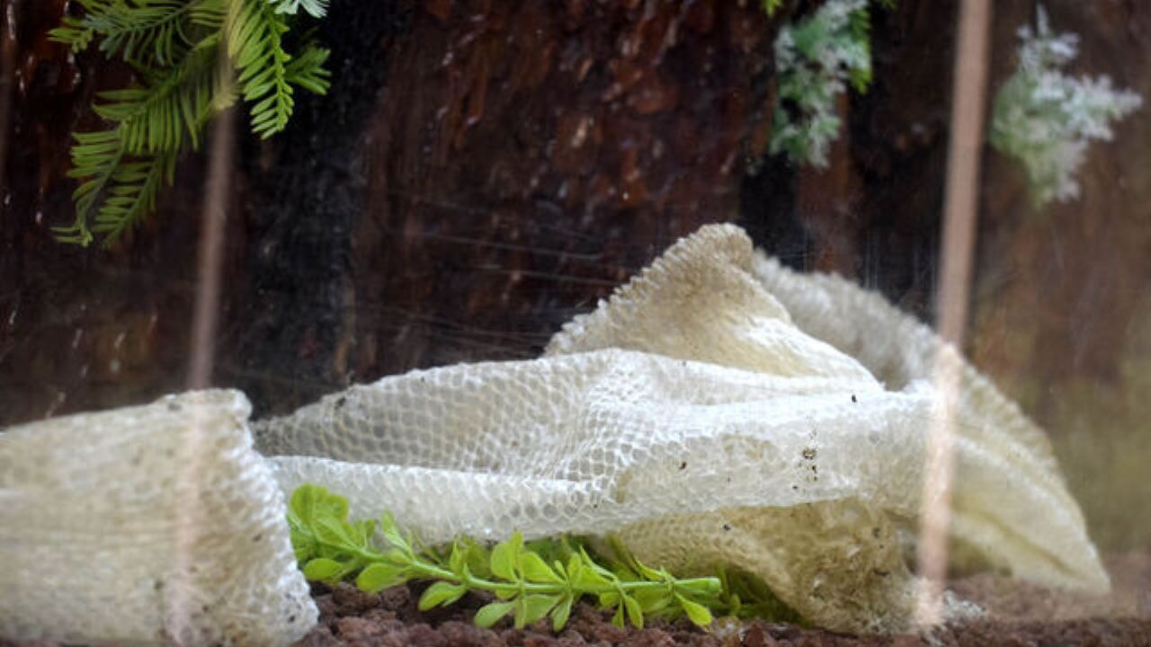 Yılan derisine ilginç talep